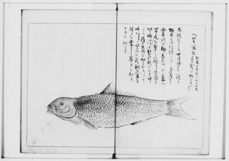  蝦夷奇観（北海道大学附属図書館） - ページ 14