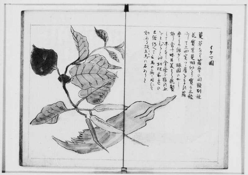  蝦夷奇観（北海道大学附属図書館） - ページ 27