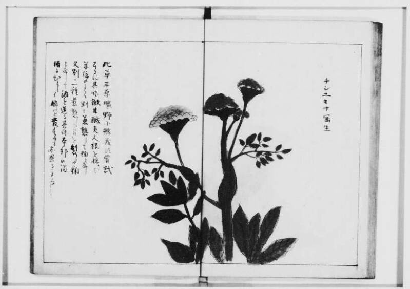  蝦夷奇観（北海道大学附属図書館） - ページ 31